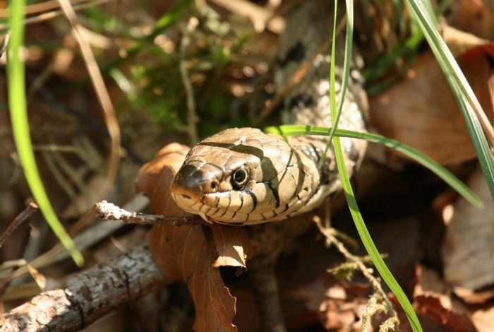 Rettile in predazione da identificare - Natrix natrix